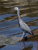 J17_4801 White-faced Heron